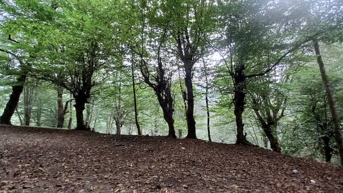 جنگل سوته و فاصله تا بابلسر